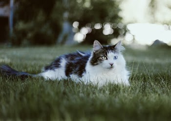 Unsplash ID r1cmdvCmOW8