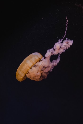 Unsplash ID r1DLgzXgN8k