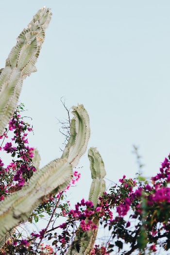 Unsplash ID r2i3PTvA3CY