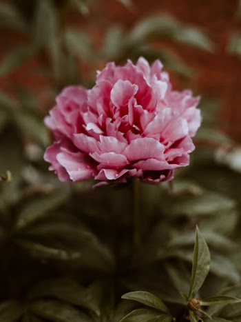 Unsplash ID RGeCD9pjevk