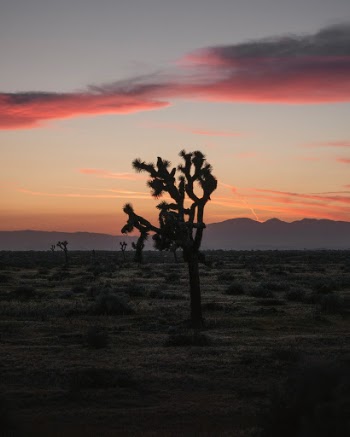 Unsplash ID RIwKjm3TVMU