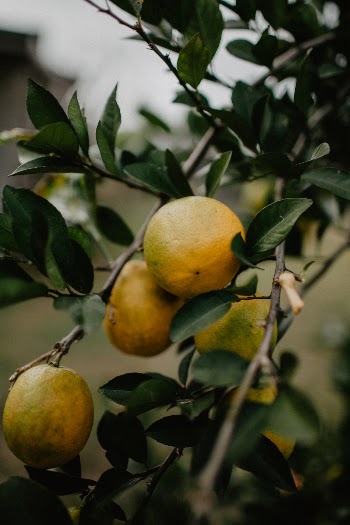 Unsplash ID rJxw6ceWqK8