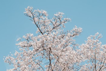 Unsplash ID RLlwhlh0KpM