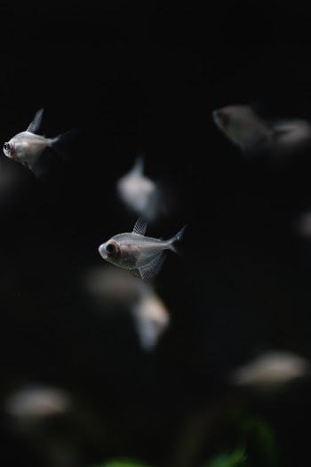 Unsplash ID rMhBcdCSh0Y