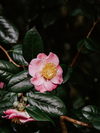 Unsplash ID rMOzP5whkNU