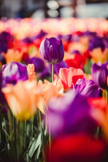 Unsplash ID rmw0P7lt1x8