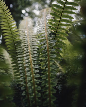 Unsplash ID Ron4GOP7Yfs