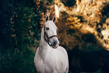 Unsplash ID RoTyXO1m0wo