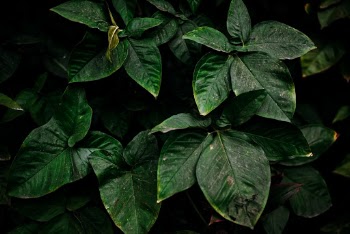 Unsplash ID Rq9X_ZYvBkM