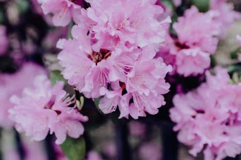 Unsplash ID rsQ6e9d8GeY