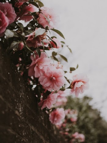 Unsplash ID s-2lKeDyidg