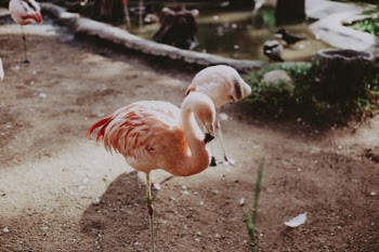 Unsplash ID SAf0FNgohtU