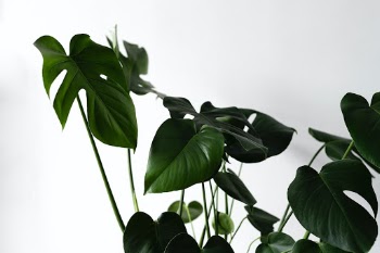 Unsplash ID sb1nHZ63tBg
