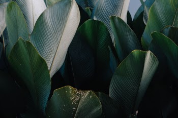 Unsplash ID sIiQp7km0bc