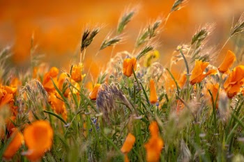 Unsplash ID sJE7PuYN36E