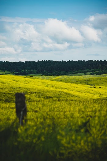 Unsplash ID SjnP8BzC3tY