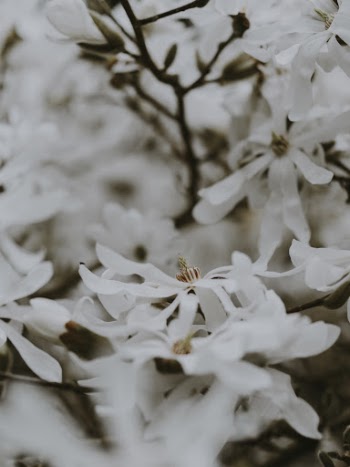 Unsplash ID Sjqpt06Tun0