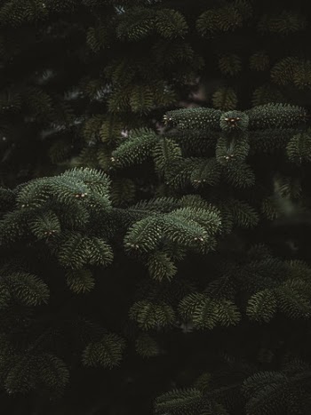 Unsplash ID SLrpRVmD5L0
