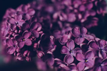 Unsplash ID SnBtwfljShg