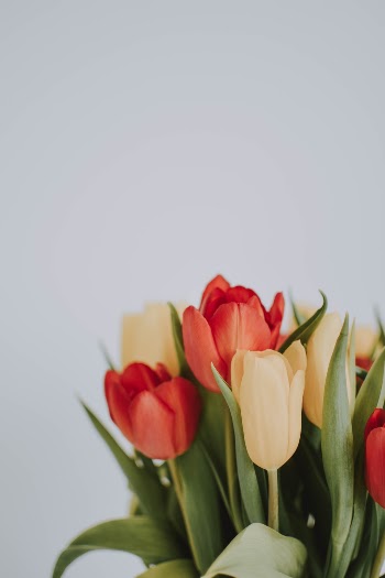 Unsplash ID soBO_1Z6GJI