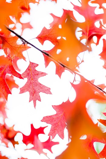 Unsplash ID SOZWHqeXcPQ