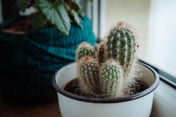 Unsplash ID sToenEp42P8