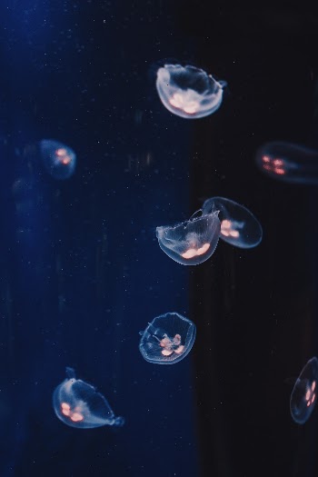 Unsplash ID sZey8cPbJqg