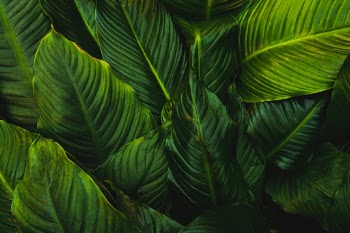 Unsplash ID Szvrsk2DItU