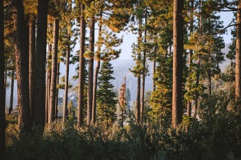 Unsplash ID t01FfvP5ABg