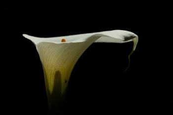 Unsplash ID T8QAKeKDPXY
