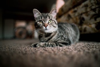 Unsplash ID tb3HC-p8FV4