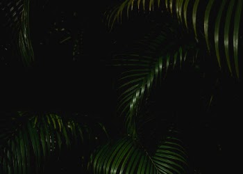 Unsplash ID tdFJrK5welI
