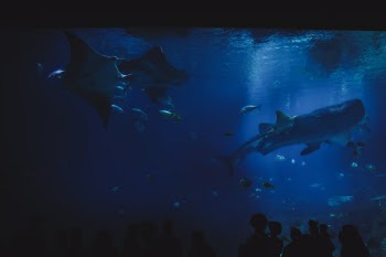 Unsplash ID TfakEsc83HU