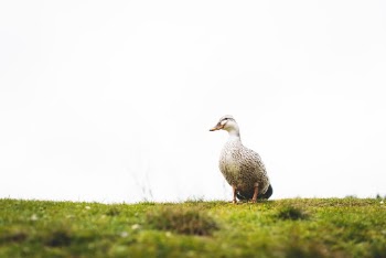 Unsplash ID tFSv6aHKfMA