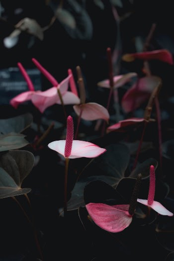 Unsplash ID ti8r0CA6DKg