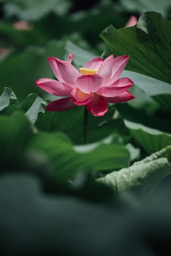 Unsplash ID tIUN8a9G0Kw