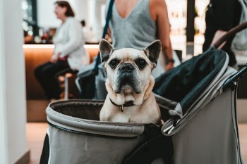 Unsplash ID tJcsSQ2M8sk