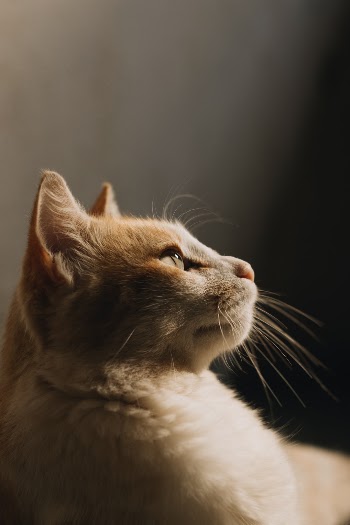 Unsplash ID Tk0TrFkwG0Q