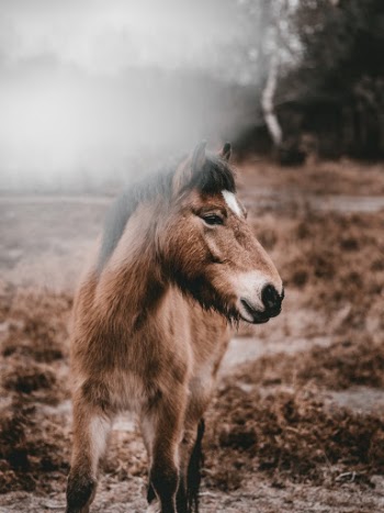 Unsplash ID TKzn-Y9-QWo