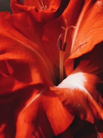 Unsplash ID TnOdoRTg45w