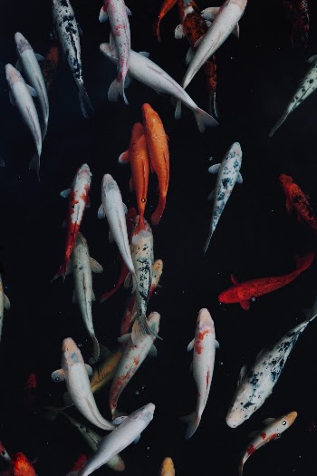 Unsplash ID tQk3y00flv4