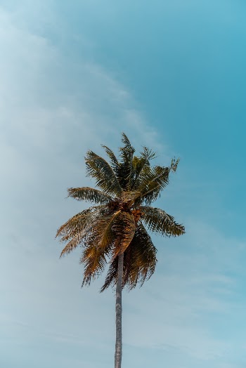 Unsplash ID TSCmBAopokA