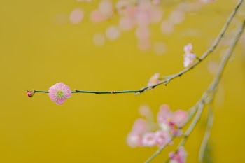Unsplash ID _ttlfenZ9UY