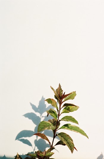 Unsplash ID TW5NJf2HhFk