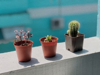 Unsplash ID Tw7lgNlqu0M