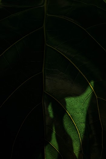 Unsplash ID Tx5aAYx-gzs