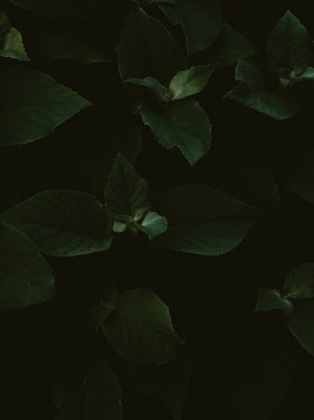 Unsplash ID txazkA3t8sM
