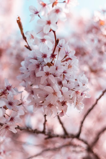 Unsplash ID tzfc4dxRqnA