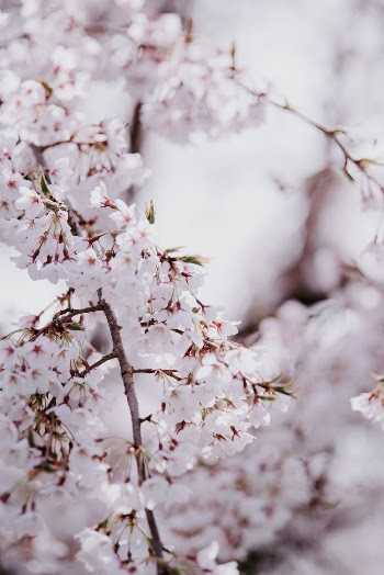 Unsplash ID tZzfAEgiH0Q