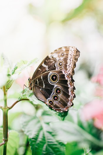 Unsplash ID U7P4amYntMs